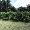 난산리-8 이미지