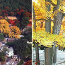 베이징최고야 이미지