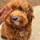 고위드테일 이미지