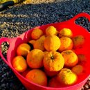 유자나무펜션 이미지