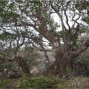 강정동-12 이미지