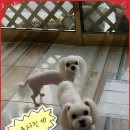 다사랑 애견 이미지