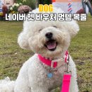 멍이펫 | 네이버 펫 바우처 2기 혜택으로 득템한 멍템 강아지 목줄 후기