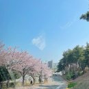 2023 강릉 경포 벚꽃축제 실시간 개화 상황, 4월초 주말 피크 예상!
