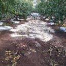 이삼농장 이미지