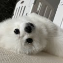 슈앤트리 이미지