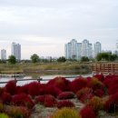 배곧생명공원 이미지