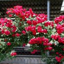 장미별장 이미지