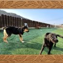 덕분에 행복하개 이미지