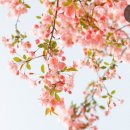 하이베트남테라피 일산본점