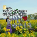 금강3농장 | 충남 유채꽃명소 부여 세도 방울토마토 유채꽃축제장 후기