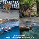 33개월 아이와 서울 1박2일 동물 투어 | 에버랜드·롯데월드 아쿠아리움 오픈런 후기