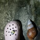 달팽이방갈로 이미지