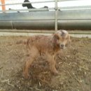 슈퍼염소농장 이미지