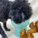 다온멍스쿨 네이버블로그