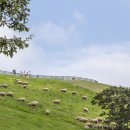 감천목장 이미지