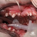 하단동물병원 이미지