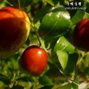 수퍼왕