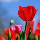 스마트폰활용지도사 이미지