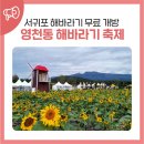 영천동해바라기축제, 서귀포 해바라기 무료개방