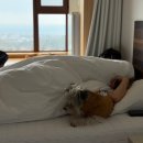 해밀시스템 | 제주도 애월 반려견 동반 숙소 추천 l 해밀리조트 3박 4일 솔직 후기, 가성비 굿