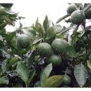 이백농장 이미지