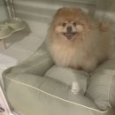 펫슨조이 이미지