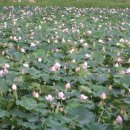 번지농장1번 이미지