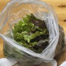 광장보쌈 | 청주 금천동 맛집 '더맛있는족발 금천광장점' 족발 보쌈 세트 후기 (배민)