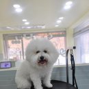 포테이토 독 이미지