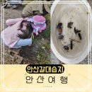 안산갈대습지 생태관 체험 당일여행으로 추천