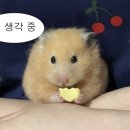 사천마라탕 네이버블로그