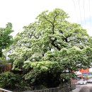 신천리-2 이미지