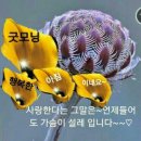 설천면116 Daum카페