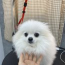 댕데이지 이미지