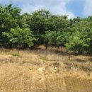 김성곤농장 이미지