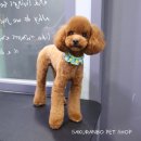 사쿠란보애견샵 부산대점 이미지