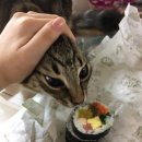 타마 이미지