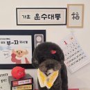 꽁꼼하개 이미지