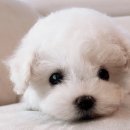 쓰담쓰담애견샵 이미지
