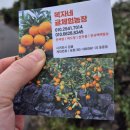조천농장 | [제주 배송 맛집] 당일 수확 감귤 제철 배송 맛집 복자네 귤체험 농장