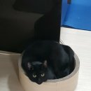 바이켓 이미지