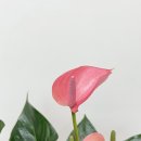 소망플라워 이미지