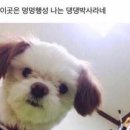 댕댕박사 이미지