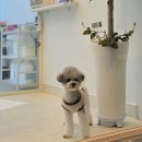 솜사탕 애견미용실 이미지