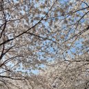 🌸지금 안 가면 후회! 의정부 호원1동 벚꽃축제 실시간 후기
