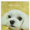 코코애견샵 이미지