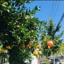 신성온누리약국 이미지