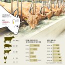 소돼지축산 이미지