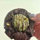 더스팟(THE SPOT) | 나만 알고 싶은 두초쿠 카페 | 더 스팟 패뷸러스 THE SPOT FABULOUS